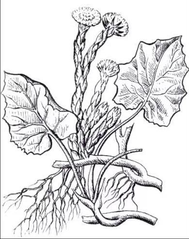 Схема рисования цветов для дошкольников