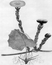 Одуванчик раскраска для детей