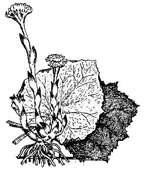 Мать-и-мачеха рисунок для детей