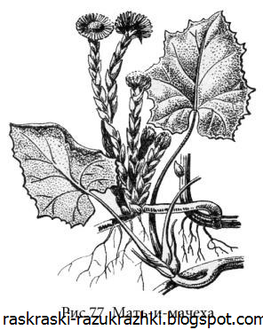 Мать и мачеха цветок