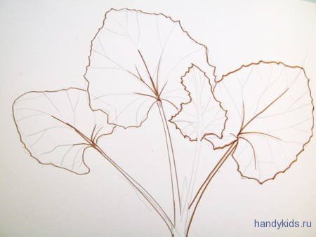 Tussilago Farfara Ботаническая иллюстрация