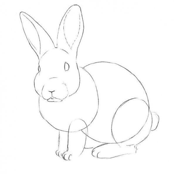 Рисунок кролика карандашом для детей (45 фото)