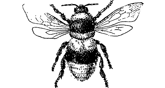 Шмель контур карандашом