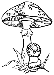 Мухомор рисунок для детей карандашом (47 фото)