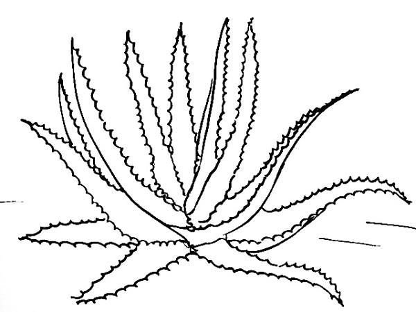 Алоэ рисунок