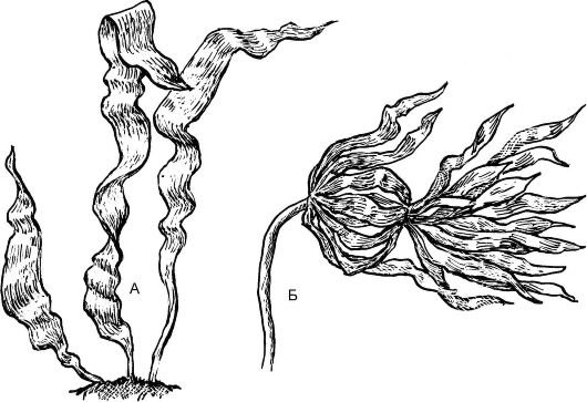 Водоросли лёгкие