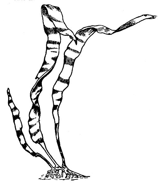 Водоросли карандашом