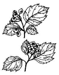 Боярышник раскраска