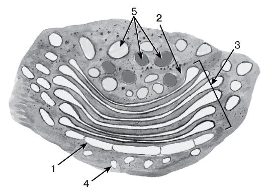 Комплекс Гольджи пластинчатый аппарат
