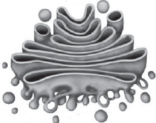 Аппарат Гольджи чб