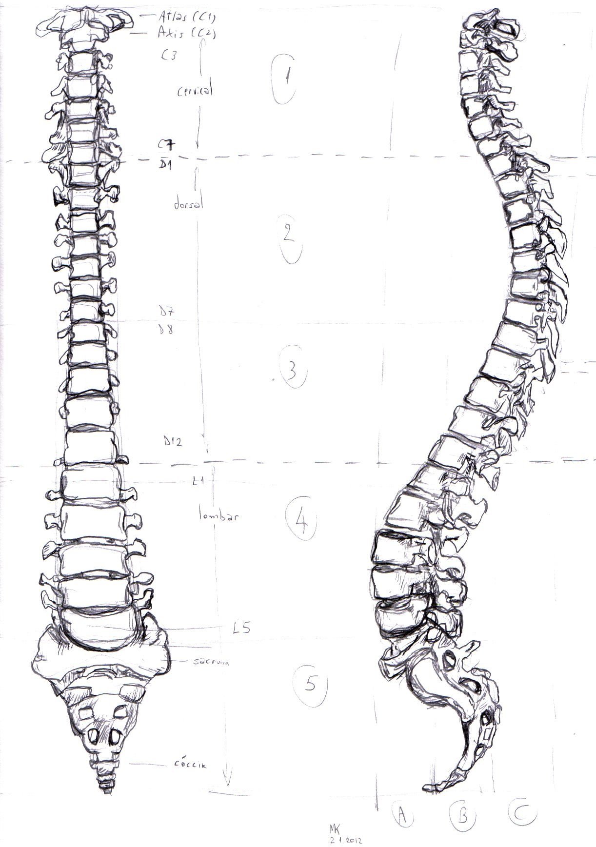 Скелет позвоночника vertebra