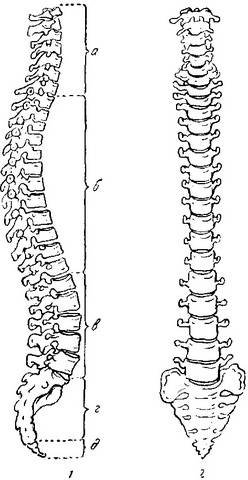 Позвоночник рисунок минималистичный