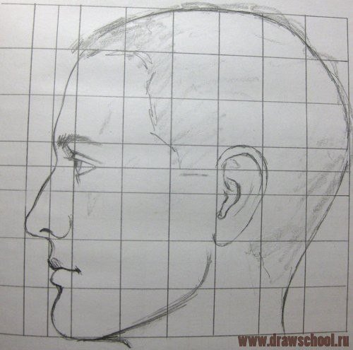 Пропорции головы человека в профиль