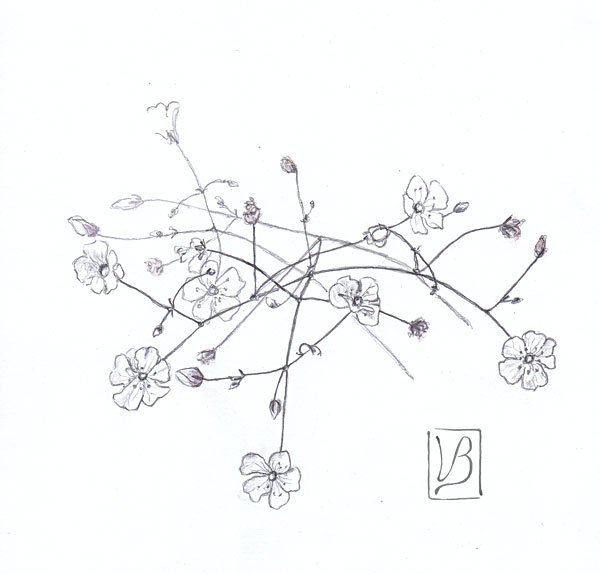 Гипсофилы карандашом