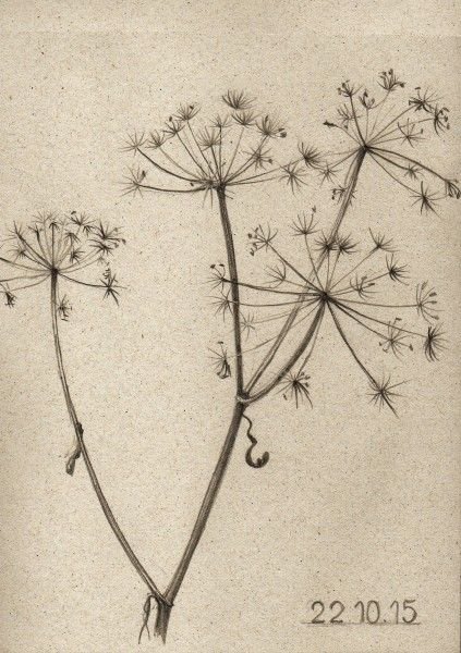 Наброски сухоцвет