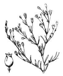 Гипсофила рисунок