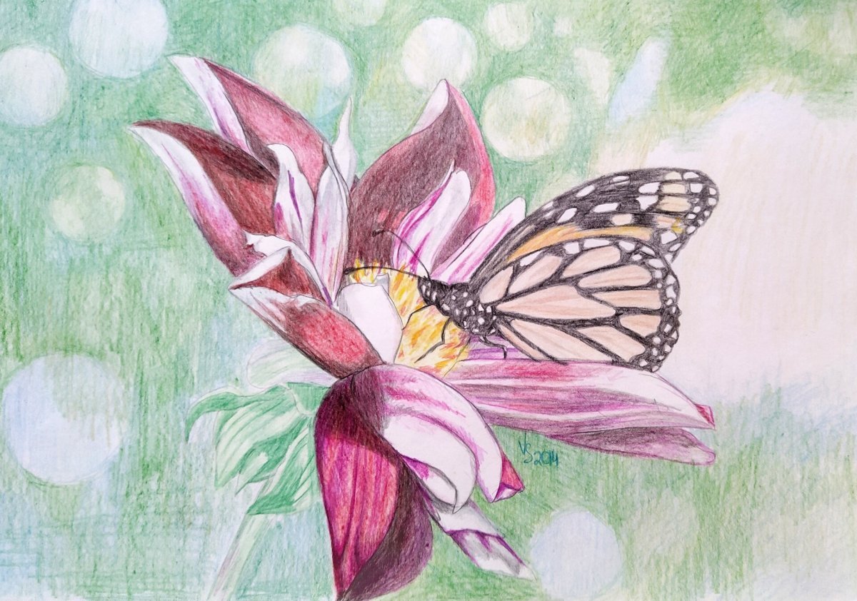 Бабочка рисунок карандашом цветной