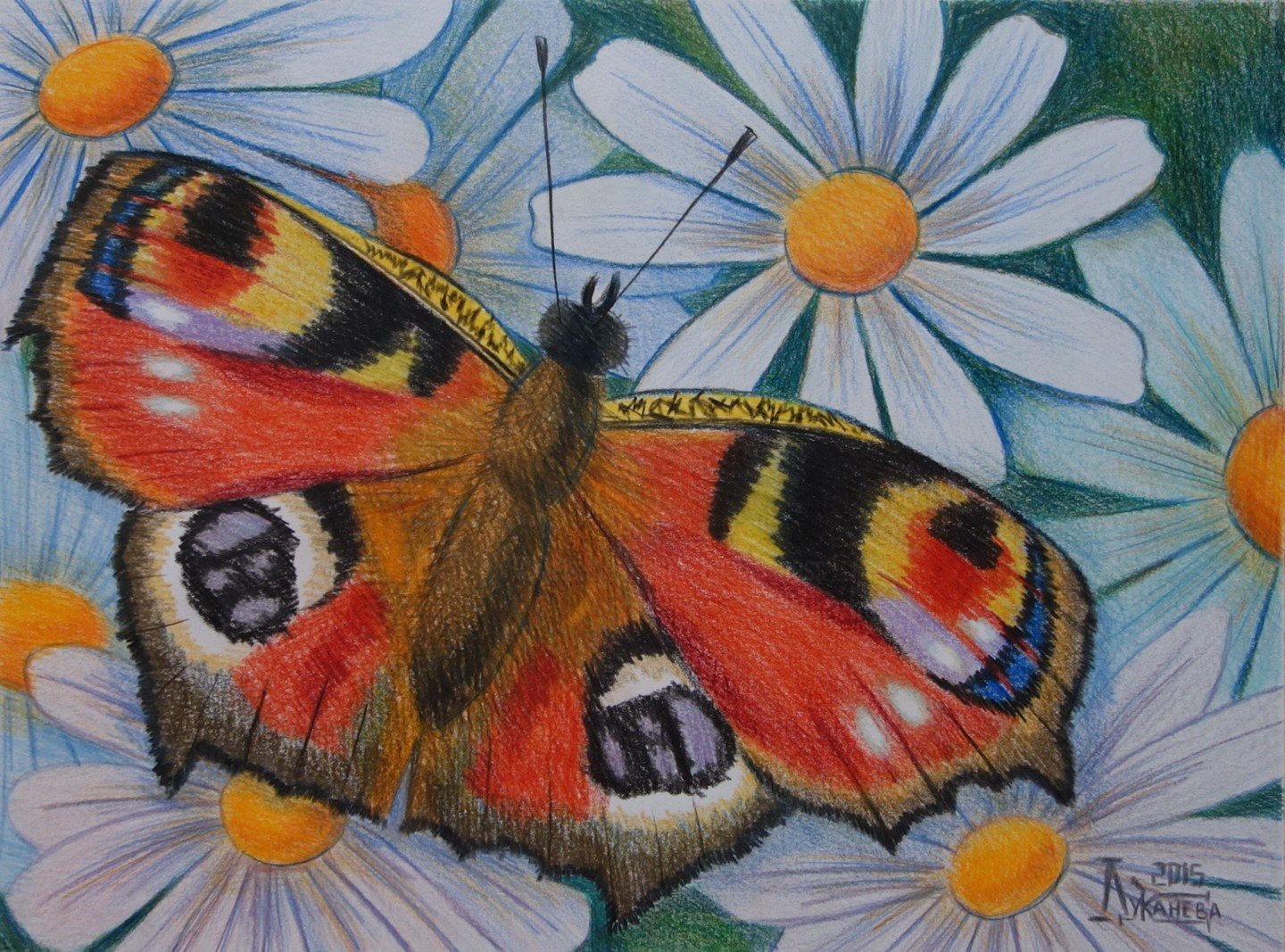 Бабочка павлиний глаз рисунок