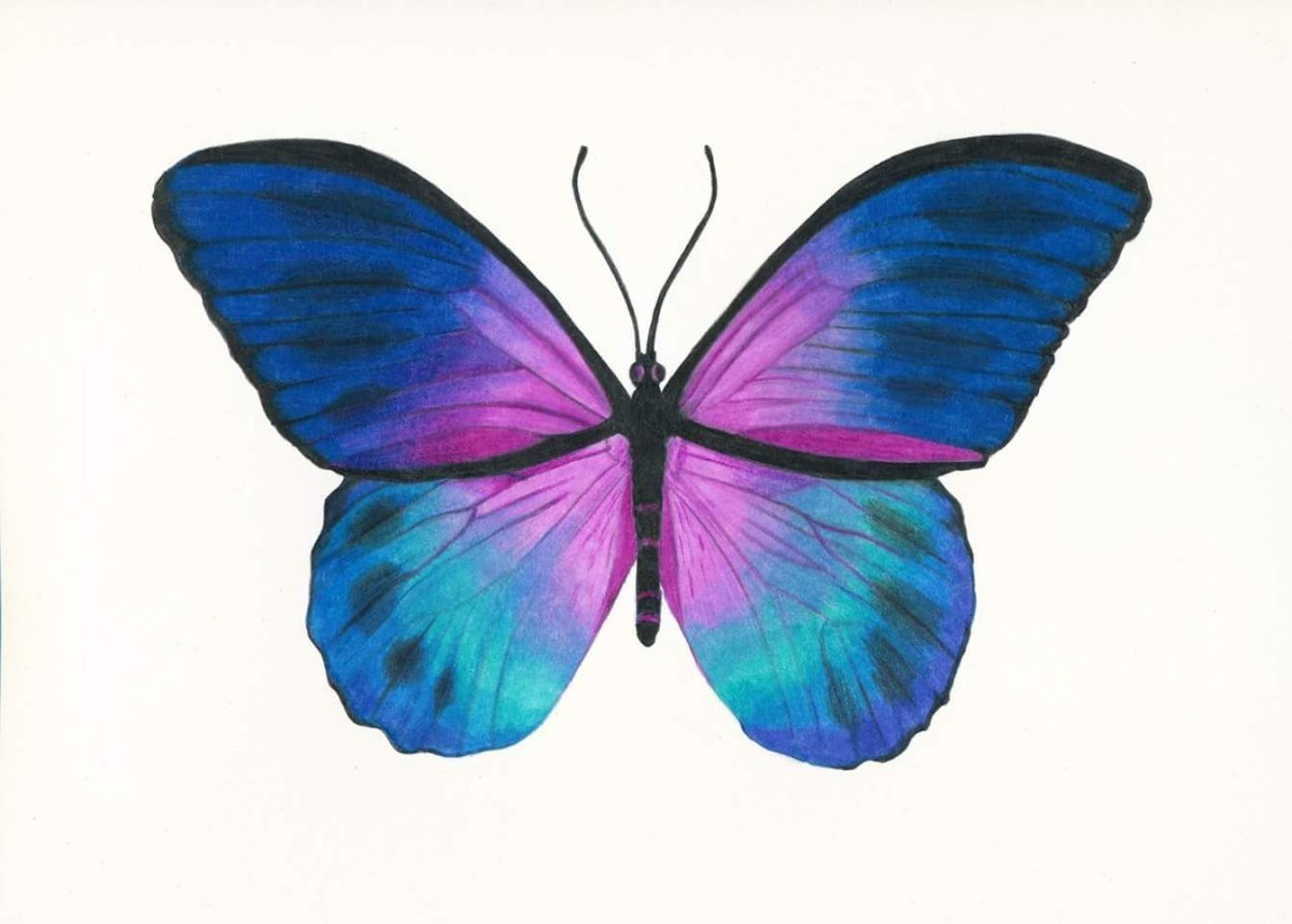 Бабочки нарисованные фиолетовые большие