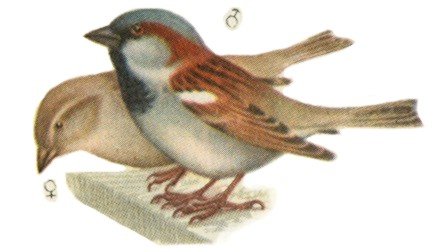 Воробей раскраска для детей