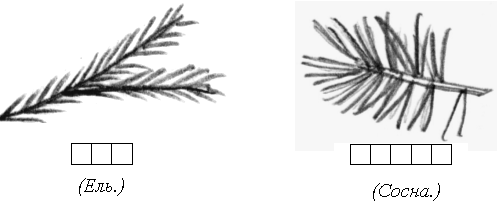 Хвойные деревья задания для детей