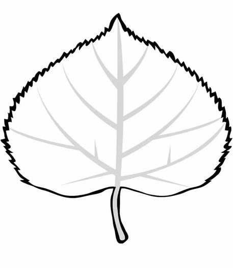 Липа мелколистная Фармакогнозия