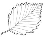 Листики деревьев в графике