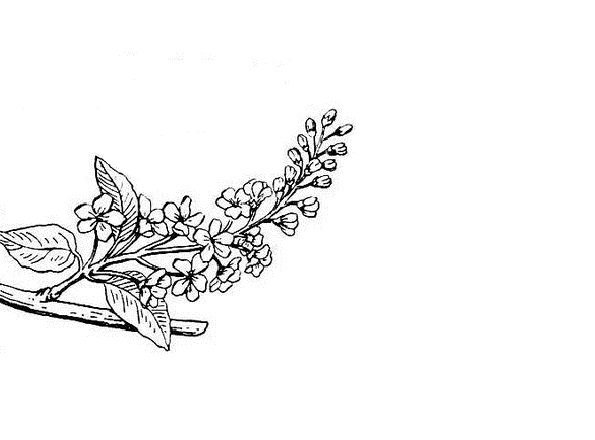 Ветка черемухи раскраска