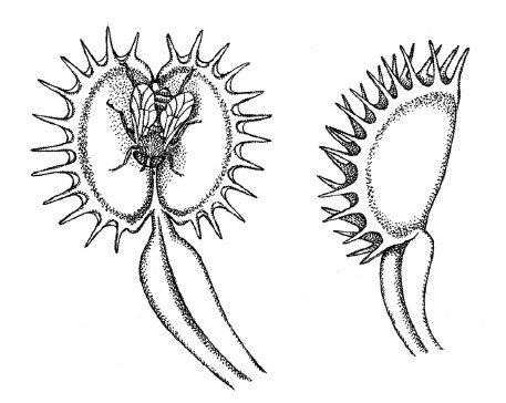 Плотоядные растения рисовать