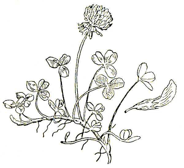 Клевер Луговой стилизация