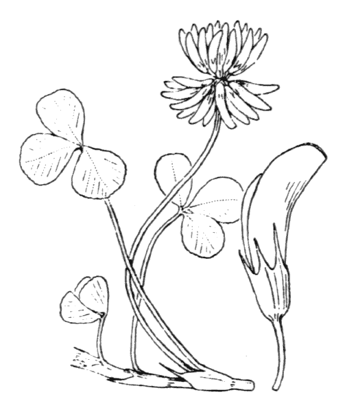 Цветок клевера эскиз тату