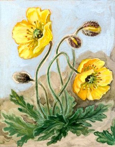 Полярный Мак рисунок