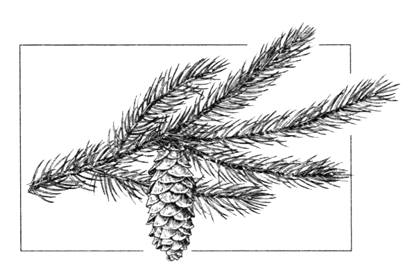 Ветка ели карандашом