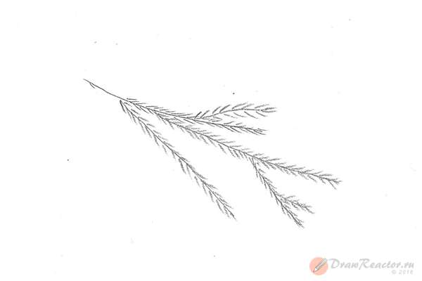 Рисование Еловая веточка