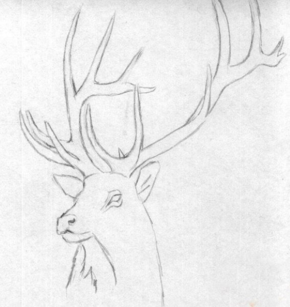 Олень рисунок карандашом для детей