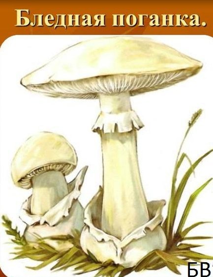 Раскраска бледная поганка гриб