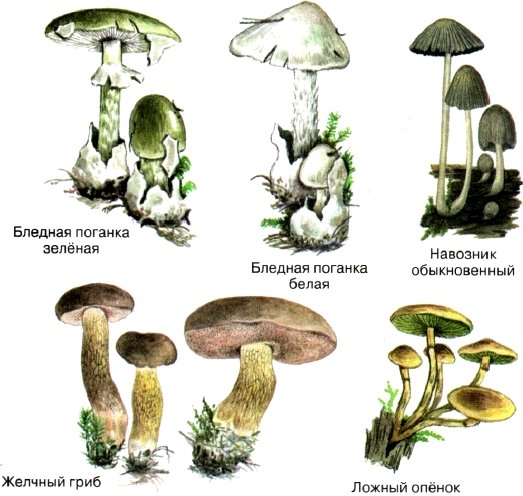 Раскраска ядовитые и несъедобные грибы