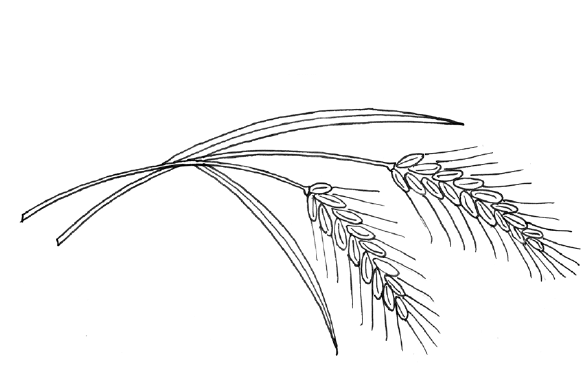 Колос ячменя