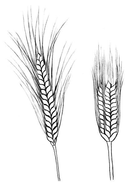 Колосок пшеницы рисунок