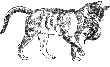 Иллюстрация у книгу котенок