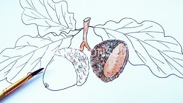 Желудь рисунок карандашом