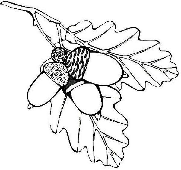 Желудь раскраска для детей