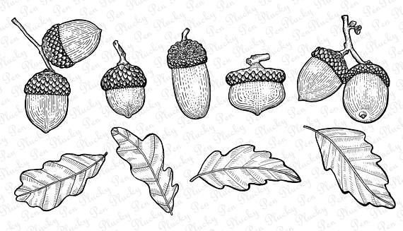 Контур Желудя для вырезания