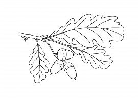 Желудь раскраска для детей