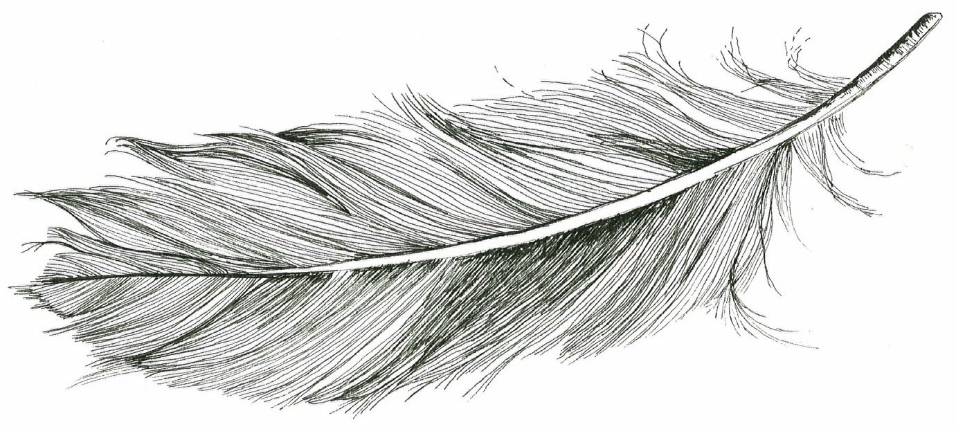 Dibujo de plumas