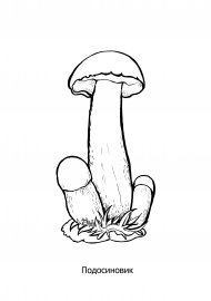 Симбиоз березы и гриба