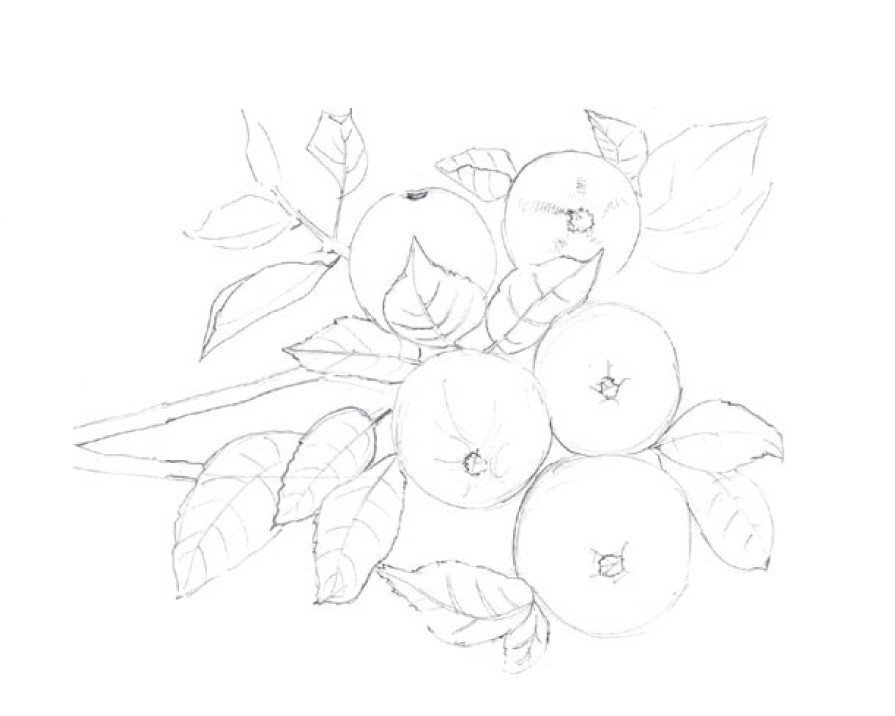 Яблоня карандашом. Яблоня рисунок. Ветка яблони карандашом. Ветка яблони с яблоками карандашом. Ветка яблони раскраска.