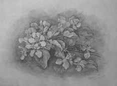 Цветы карандашом