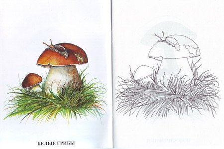 Рисуем грибы по образцу