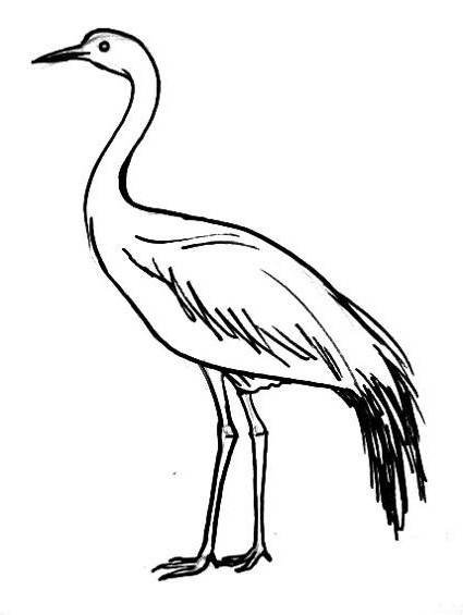Аист раскраска для детей